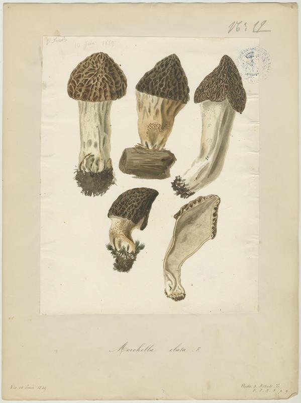 Morille élevée ; champignon, Vincent Fossat, 1859