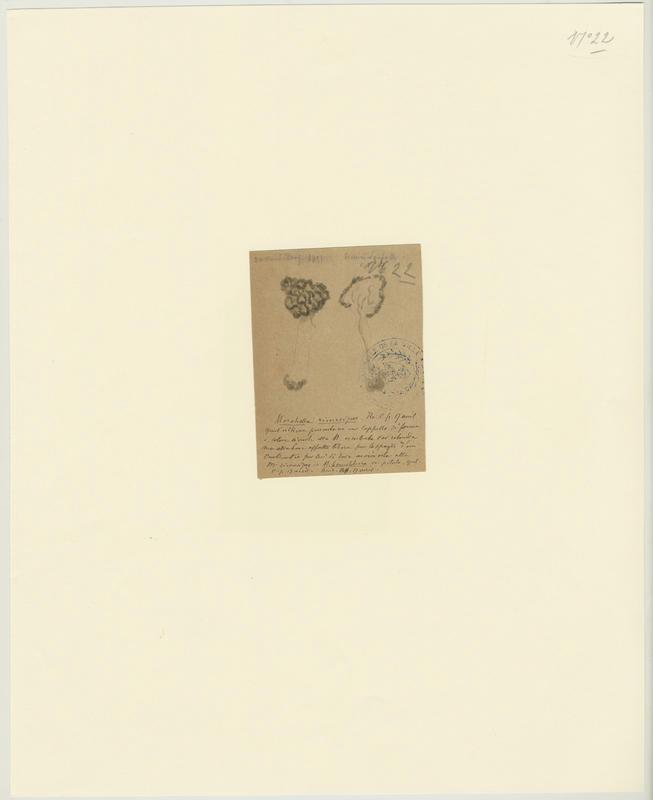 Morille ; champignon, Jean-Baptiste Barla, 1891