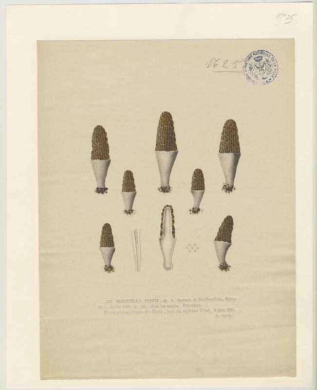 Morille ; champignon, Jean-Baptiste Barla, 1885