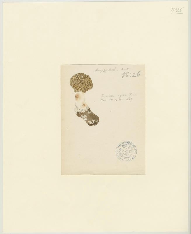 Morille rigide ; champignon, Jean-Baptiste Barla, 19e siècle