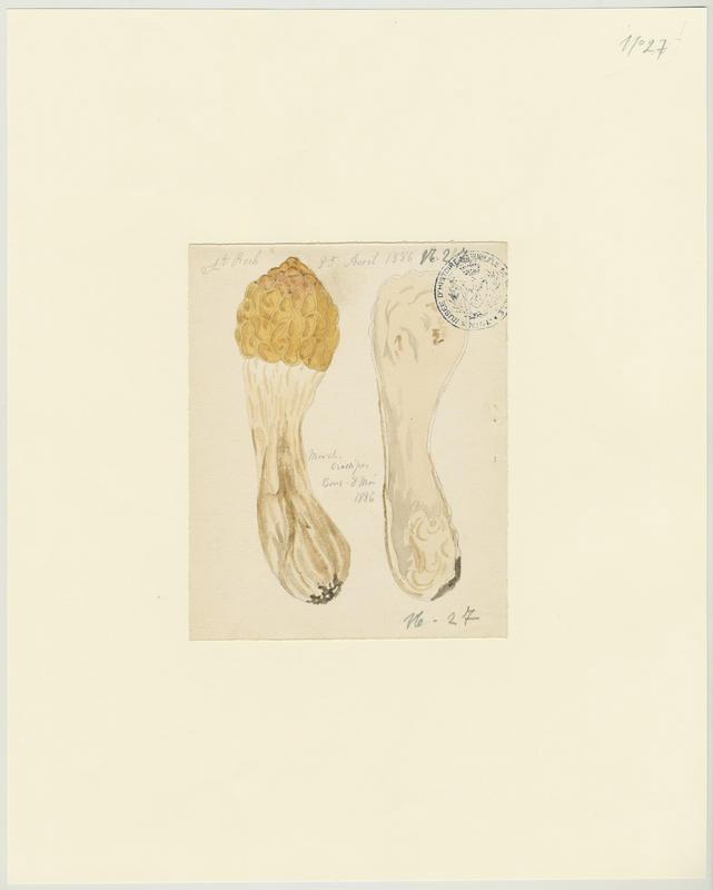Morille ; champignon, Jean-Baptiste Barla, 1886