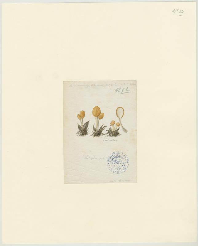 Mitrule des marais ; champignon, P. Basso, 1896