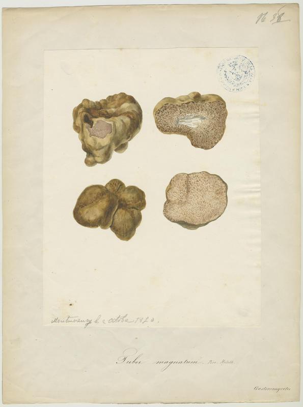Truffe blanche du Piémont ; champignon, Jean-Baptiste Barla, 1870