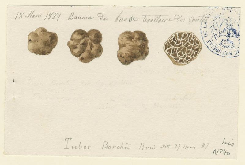 Truffe blanchette ; champignon, Jean-Baptiste Barla, 1887