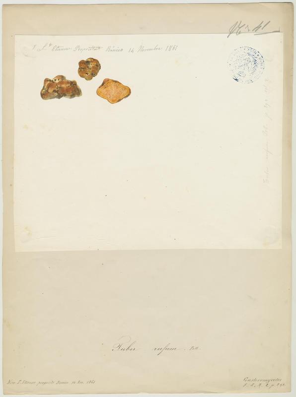 Truffe ; champignon, Jean-Baptiste Barla, 1861