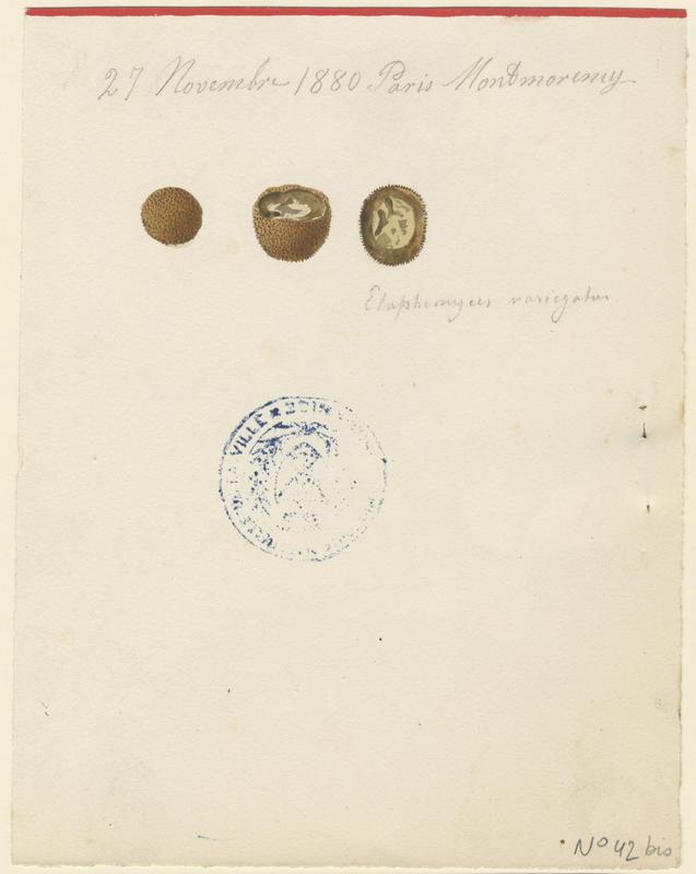 Truffe muriquée ; Fausse truffe ; champignon_0