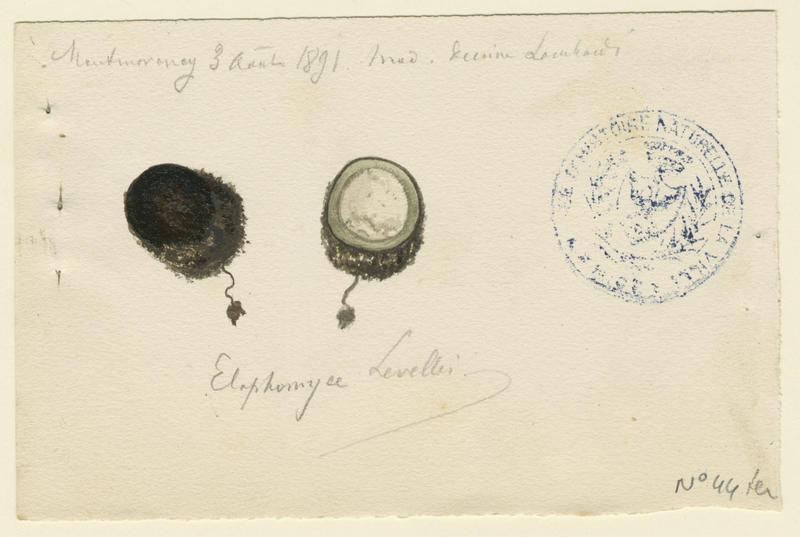 Fausse truffe ; champignon, Charles Lombardi, 1891