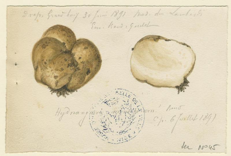 Truffe ; champignon, Charles Lombardi, 1891