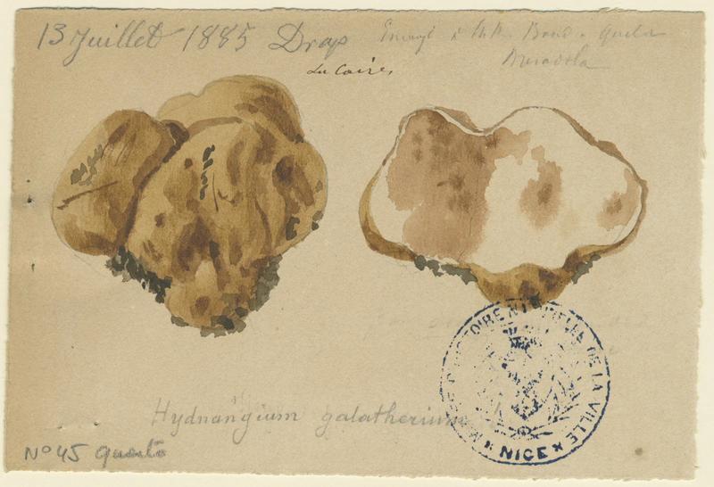 Truffe ; champignon, Jean-Baptiste Barla, 1885