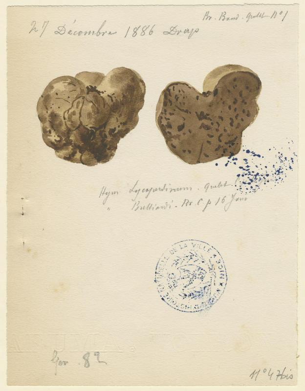 Truffe ; champignon, Jean-Baptiste Barla, 1886