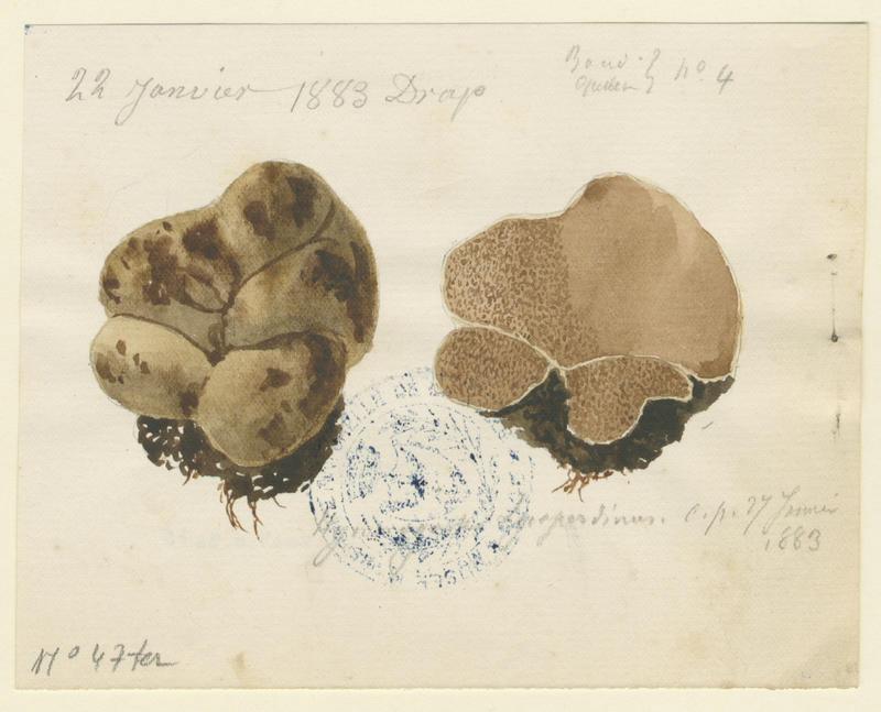 Truffe ; champignon, Jean-Baptiste Barla, 1883