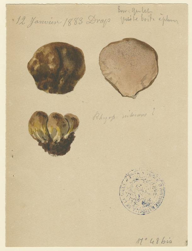 Truffe ; champignon, Jean-Baptiste Barla, 1883
