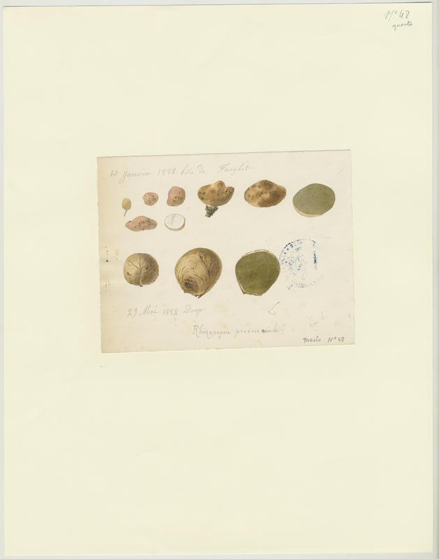 Truffe ; champignon, Jean-Baptiste Barla, 1882