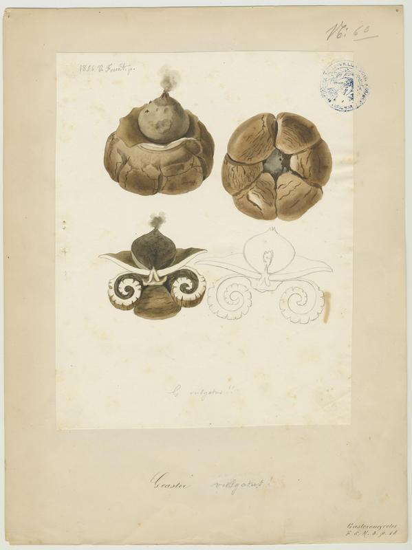 Géastre commun ; champignon, Vincent Fossat, 1856