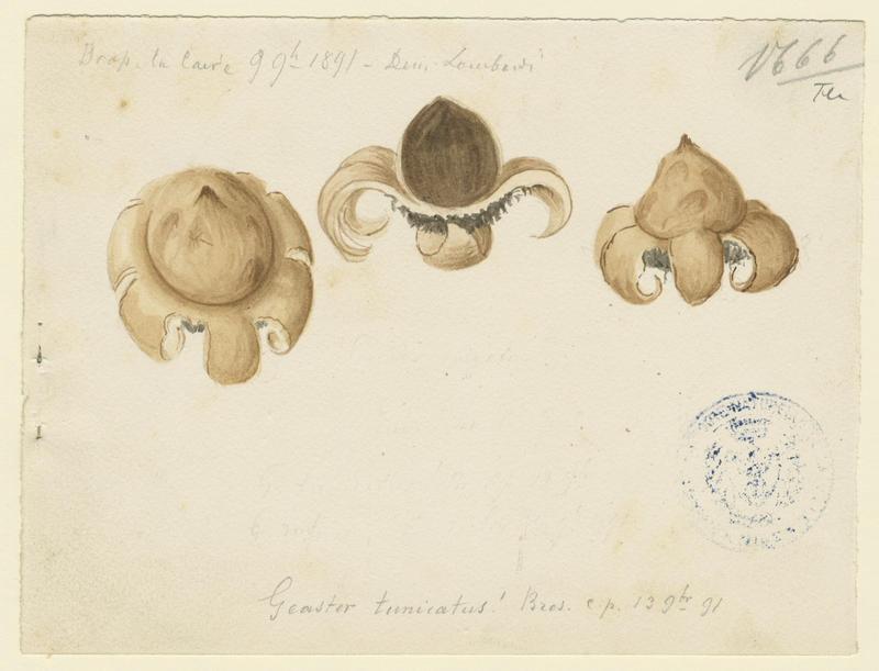 Géastre ; champignon, Charles Lombardi, 1891