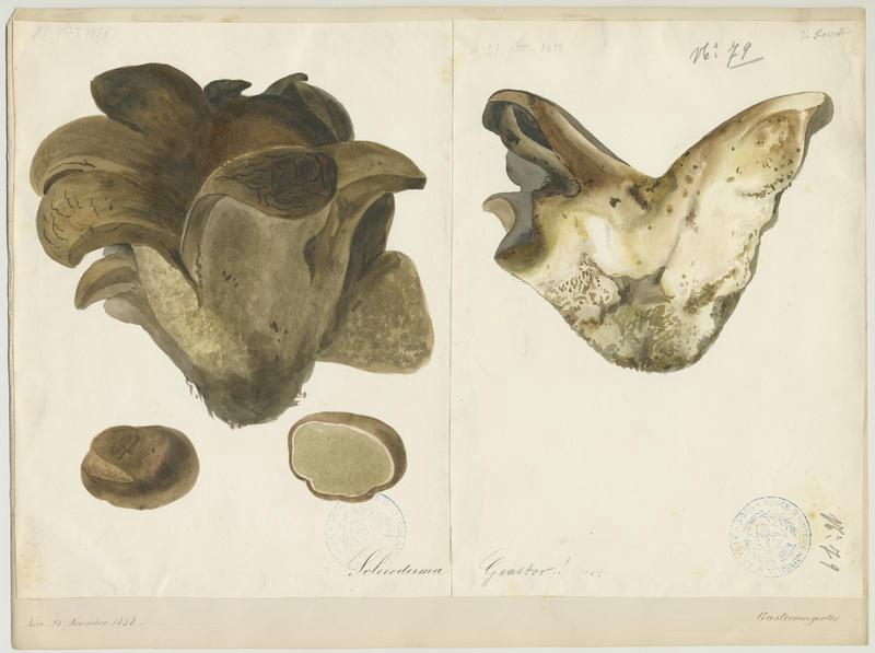Scléroderme en forme d'étoile ; champignon, Vincent Fossat, 1858