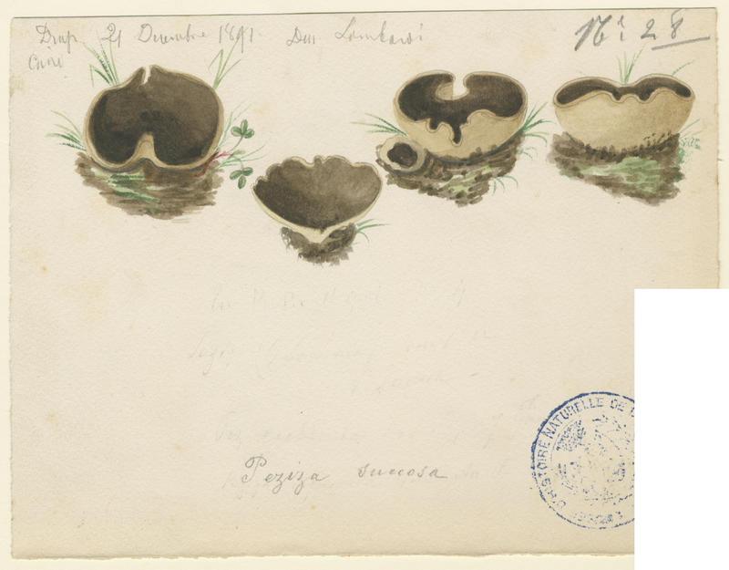 Pézize à suc jaunissant ; champignon, Charles Lombardi, 1891