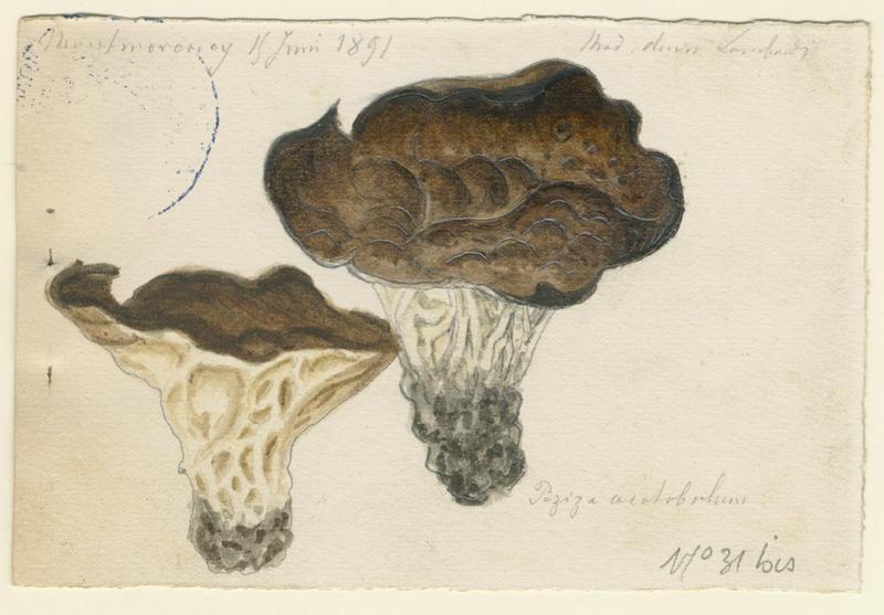 Pézize en coupe ; champignon, Charles Lombardi, 1891