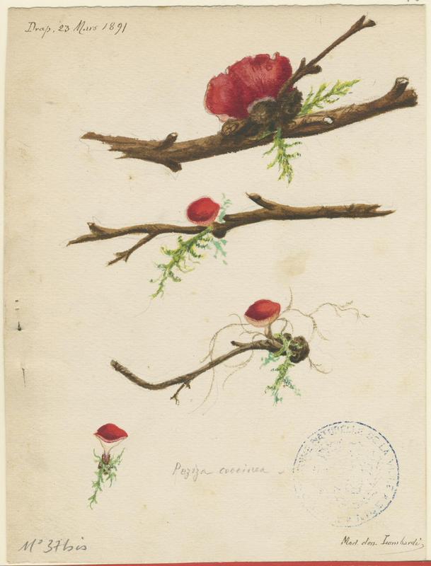 Pézize coccinée ; Pézize écarlate ; champignon, Charles Lombardi, 1891
