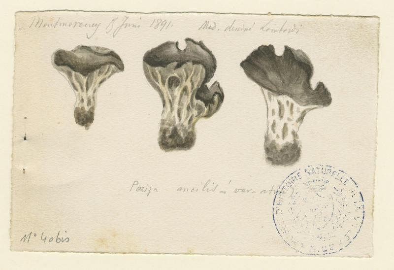 Pézize ; champignon, Charles Lombardi, 1891