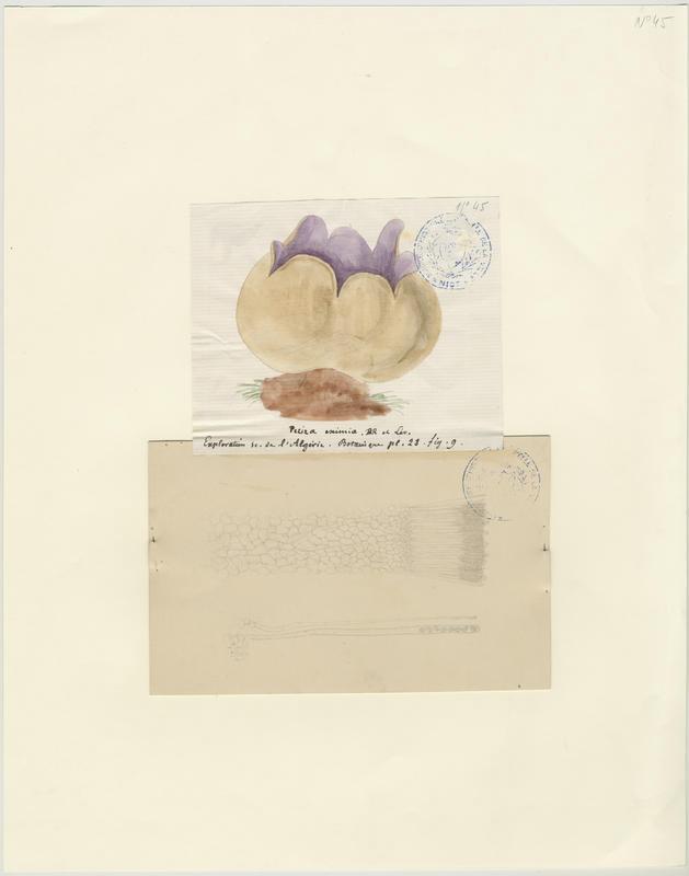 Pézize couronnée ; champignon, Jean-Baptiste Barla, 19e siècle