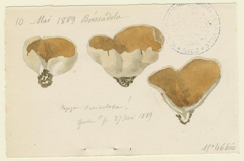 Pézize vésiculeuse ; champignon_0