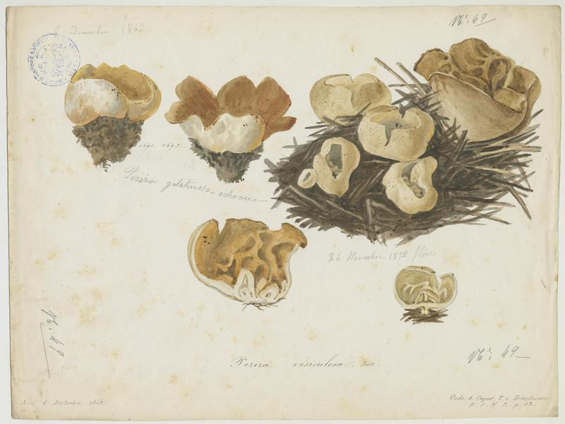 Pézize vésiculeuse (?) ; champignon_0