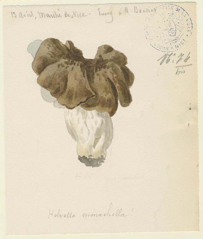 Religieuse ; Helvelle noire ; champignon, Jean-Baptiste Barla, 19e siècle