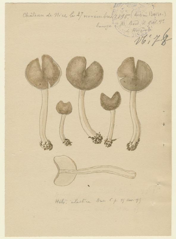 Helvelle élastique ; champignon, P. Basso, 1895