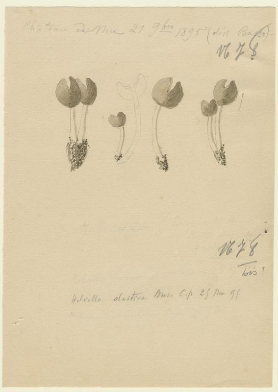 Helvelle élastique ; champignon, P. Basso, 1895