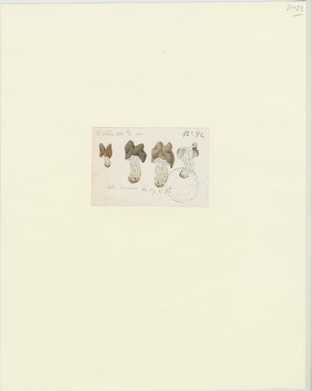 Helvelle lacuneuse ; champignon_0