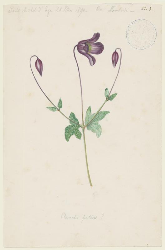 Clématite patens ; plante à fleurs, Charles Lombardi, 1892