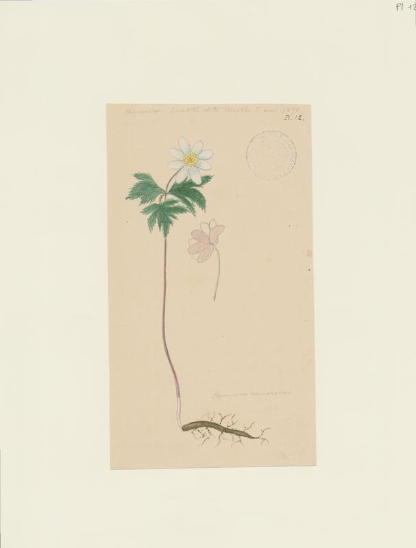 Anémone Sylvie ; plante à fleurs, Jean-Baptiste Barla, 1896