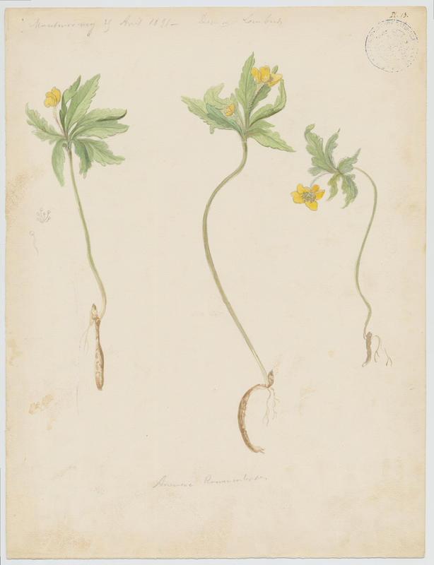 Anémone fausse renoncule ; Sylvie jaune ; plante à fleurs, Charles Lombardi, 1891
