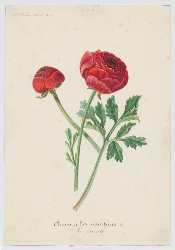 Renoncule des fleuristes ; Renoncule d'Orient ; plante à fleurs_0