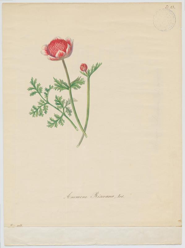 Anémone de Risso ; plante à fleurs, Jean-Baptiste Barla