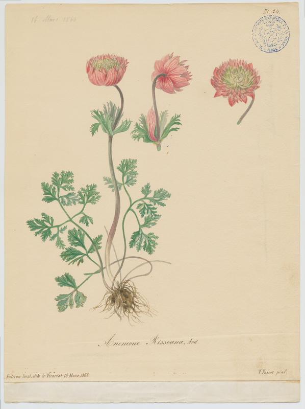 Anémone de Risso ; plante à fleurs, Vincent Fossat, 1866