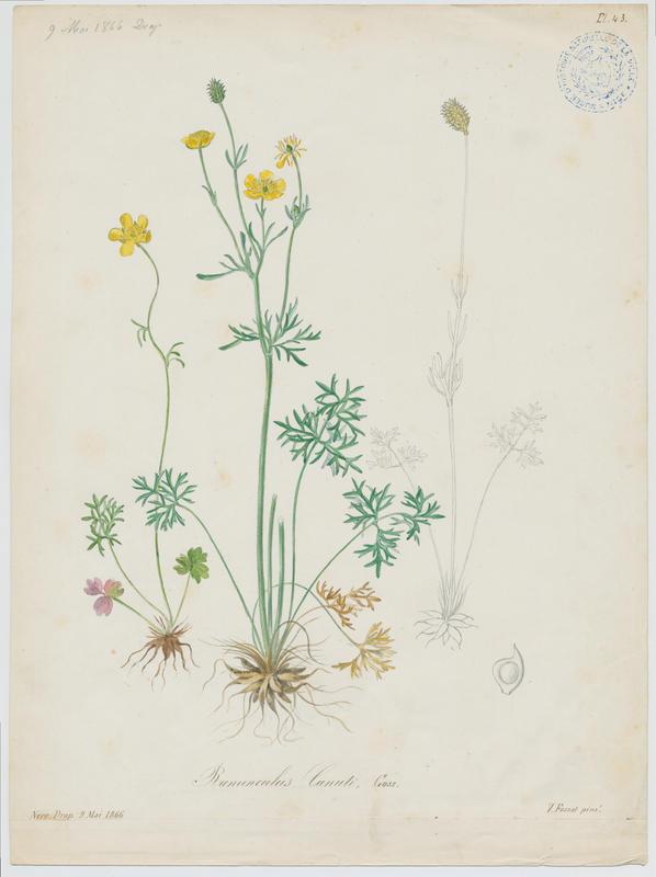 Bouton d'or de Canut ; Renoncule de Gargano ; Renoncule du mont Gargano ; plante à fleurs, Vincent Fossat, 1866