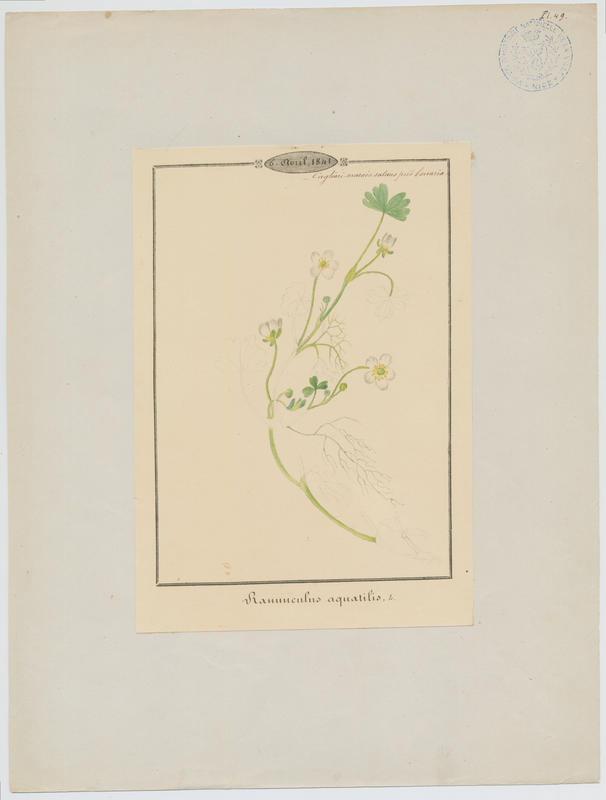 Renoncule aquatique ;plante à fleurs_0