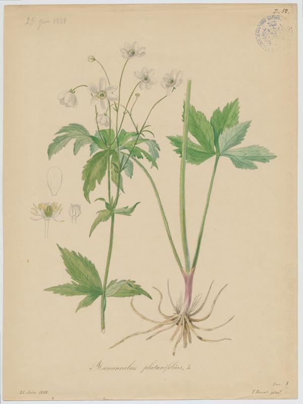 Renoncule à feuilles de platane ; plante à fleurs, Vincent Fossat, 1868