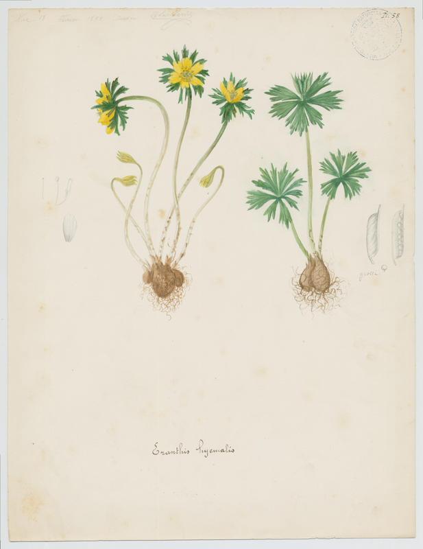 Eranthe d'hiver ; Hellébore d'hiver; plante à fleurs, Charles Lombardi, 1892