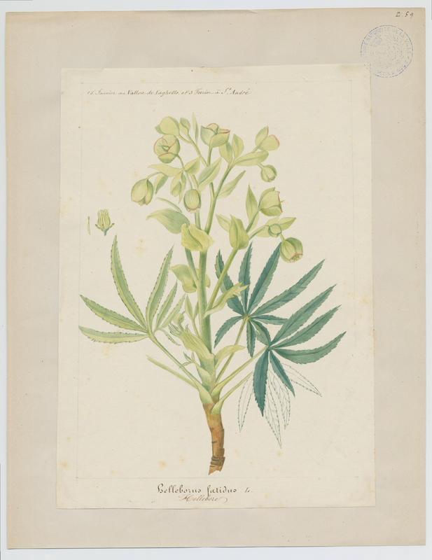 Hellébore fétide ; pied de griffon ; plante à fleurs, Jean-Baptiste Barla