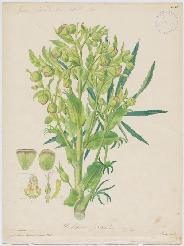 Hellébore fétide ; pied de griffon ; plante à fleurs_0