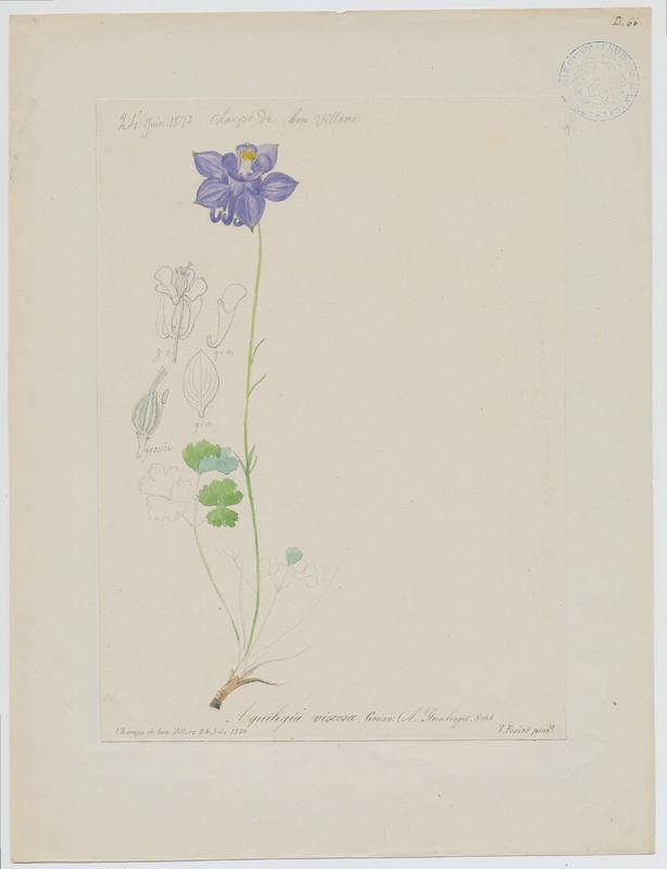Ancolie des Causses ; plante à fleurs, Vincent Fossat, 1870