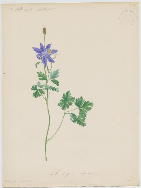 Ancolie des Alpes ; plante à fleurs_0