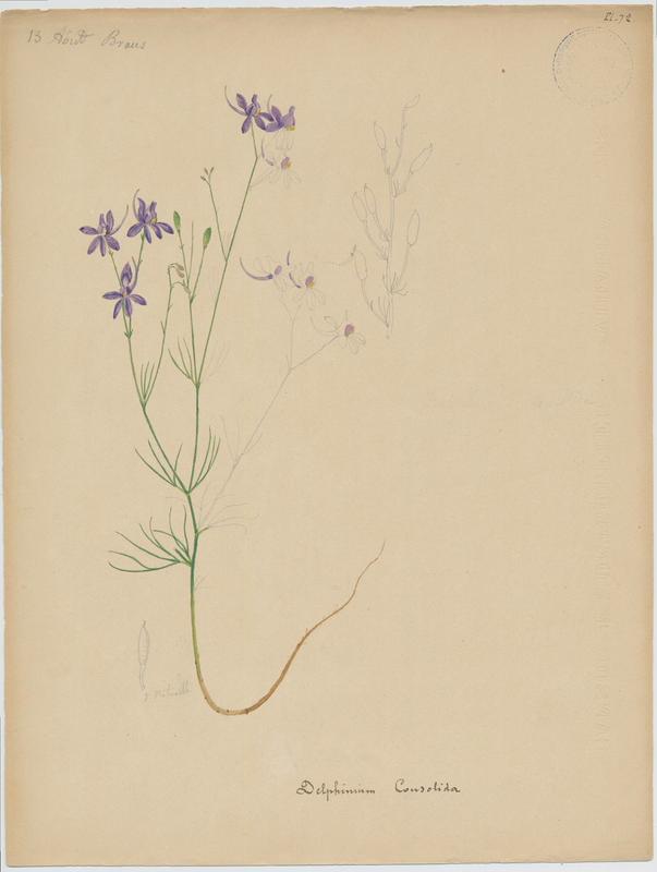 Delphinium ; plante à fleurs, Jean-Baptiste Barla