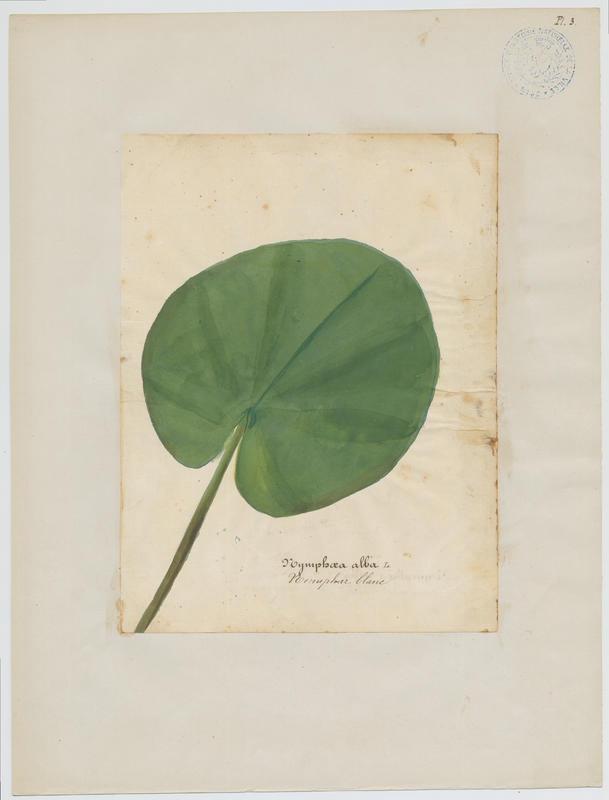 Nénuphar blanc ; plante à fleurs, Jean-Baptiste Barla