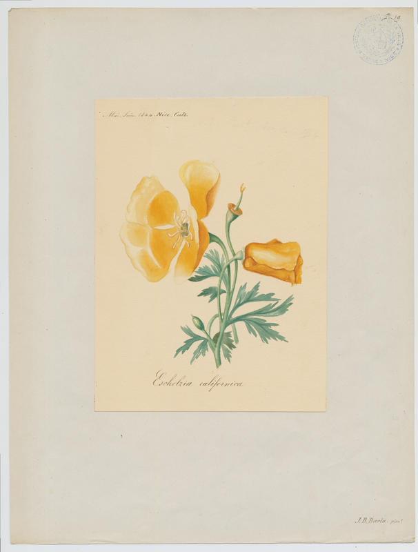 Pavot d'Amérique ; pavot de Californie ; plante à fleurs_0