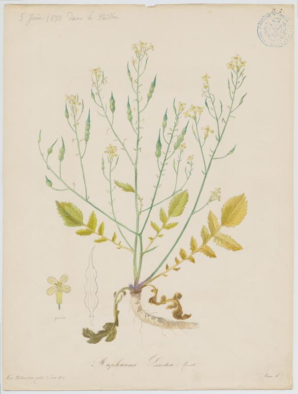 Ravenelle maritime ; plante à fleurs_0