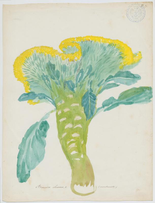 Chou ; plante à fleurs, Jean-Baptiste Barla